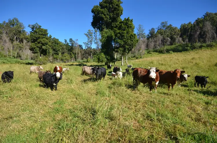 Seventh view of Homely rural property listing, 1853 Bellangry Road, Bellangry NSW 2446