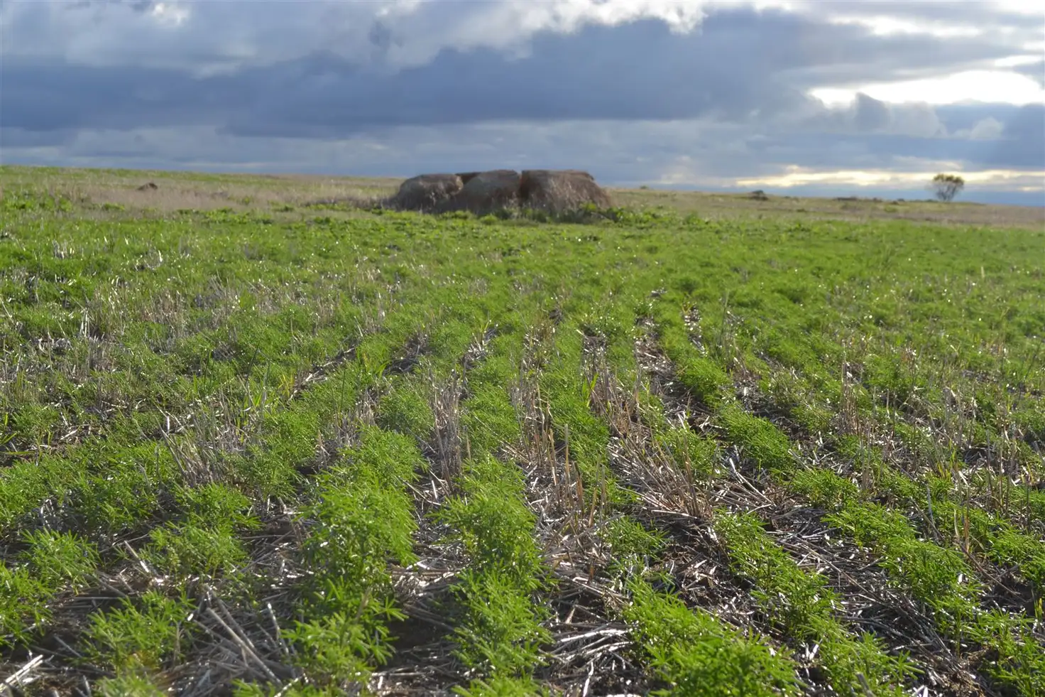 Main view of Homely rural property listing, . 'The Tower Block', Tammin WA 6409