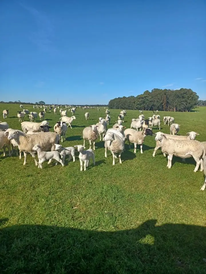 Main view of Homely rural property listing, 451 Yungup North Road, Napier WA 6330