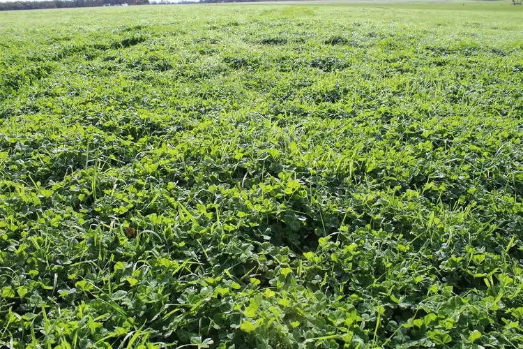 Second view of Homely rural property listing, 451 Yungup North Road, Napier WA 6330