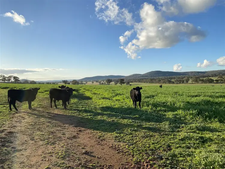 Fourth view of Homely rural property listing, 51 McGann Hill Road, Chesney Vale VIC 3725