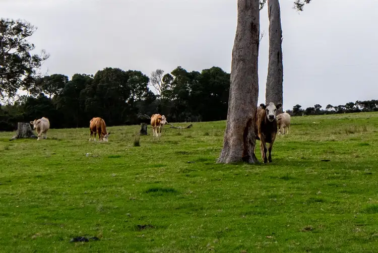 Second view of Homely rural property listing, 2685 Scotsdale Road, Denmark WA 6333
