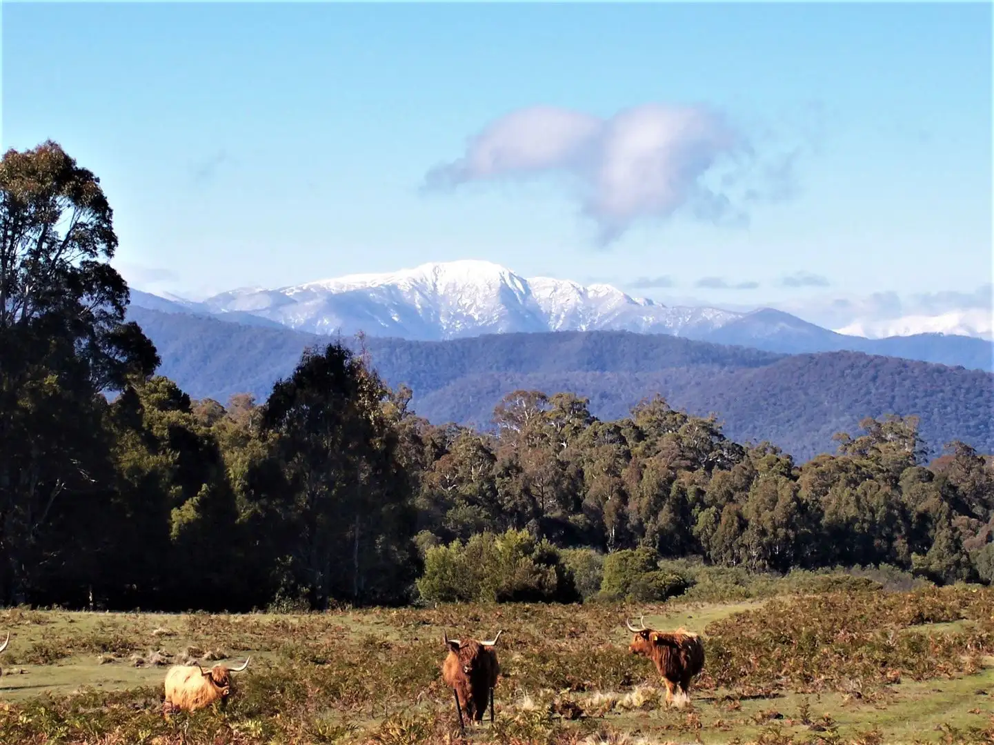 Main view of Homely rural property listing, 426 BUNSTONS ROAD, Tolmie VIC 3723