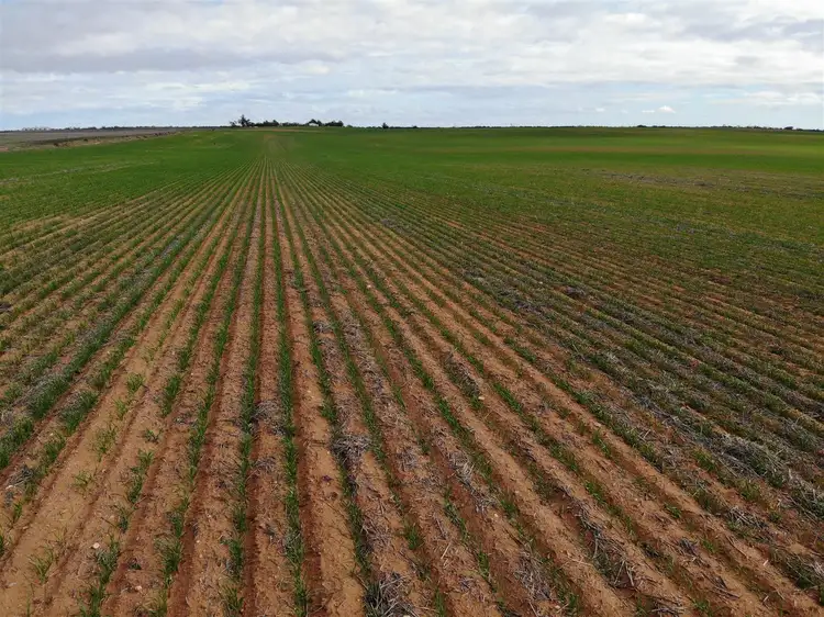 544 Vine Lane, Ouyen VIC 3490