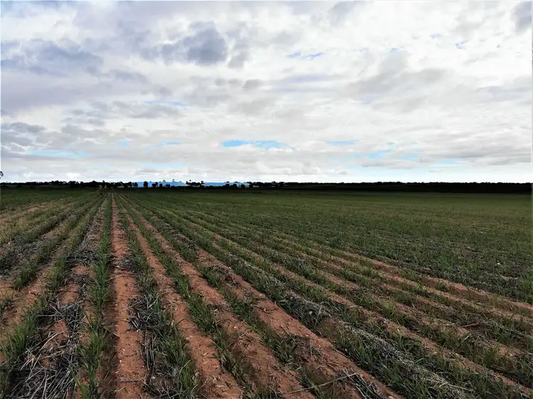 Second view of Homely rural property listing, 544 Vine Lane, Ouyen VIC 3490