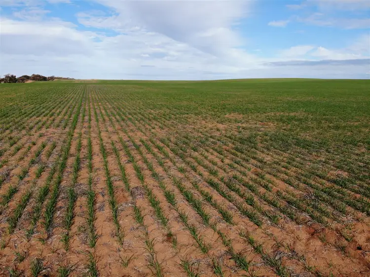 Fourth view of Homely rural property listing, 544 Vine Lane, Ouyen VIC 3490