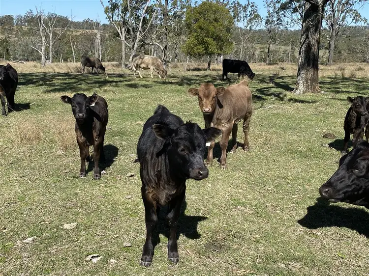 Sixth view of Homely rural property listing, 190 Dowlings Rd, Highgrove QLD 4352