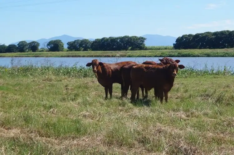 Third view of Homely rural property listing, 286 BARRETT ROAD, Brandon QLD 4808
