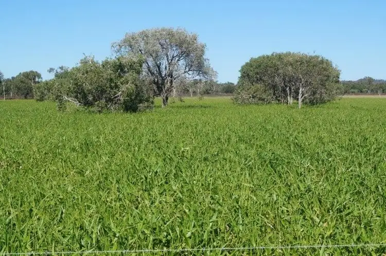 Fifth view of Homely rural property listing, 286 BARRETT ROAD, Brandon QLD 4808