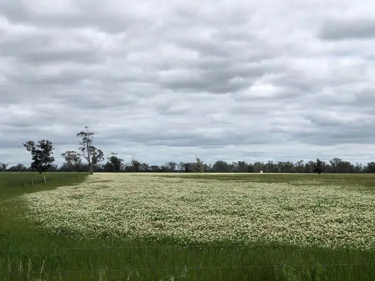 Third view of Homely rural property listing, 347 Exton Road, Bordertown SA 5268