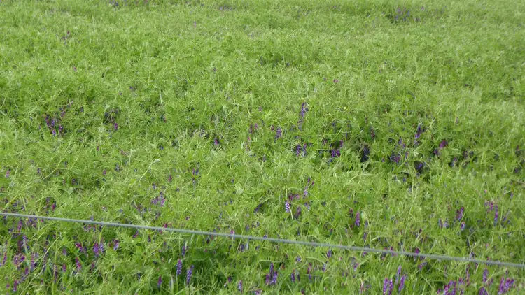 Fourth view of Homely rural property listing, 347 Exton Road, Bordertown SA 5268