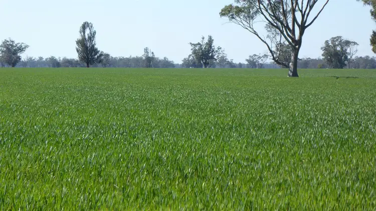 Seventh view of Homely rural property listing, 347 Exton Road, Bordertown SA 5268