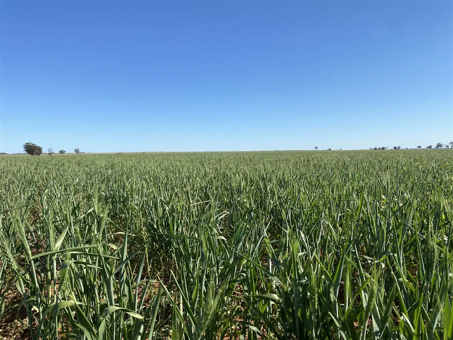 Main view of Homely rural property listing, . "South Block", Gabbin WA 6476