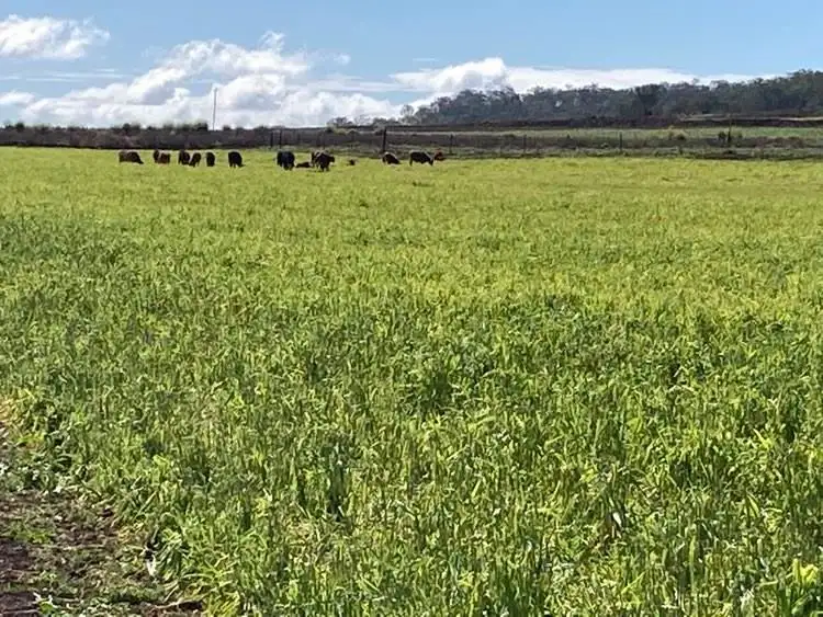 Main view of Homely rural property listing, 1391 Cudmore Road, Nobby QLD 4360