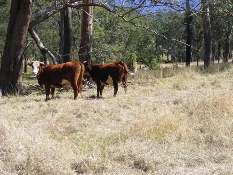 Sixth view of Homely rural property listing, 'Kintyre'/9472 Old Grafton Road, Newton Boyd via, Glen Innes NSW 2370