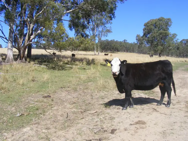 Seventh view of Homely rural property listing, 'Kintyre'/9472 Old Grafton Road, Newton Boyd via, Glen Innes NSW 2370