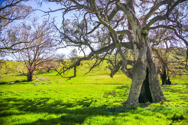 Third view of Homely rural property listing, Lot 52 Range Road, Rockleigh SA 5254