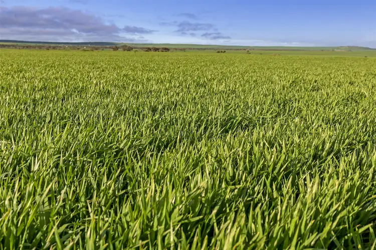 Fifth view of Homely rural property listing, . Cnr Augusta Hwy & Wheat Road, Beaufort SA 5550