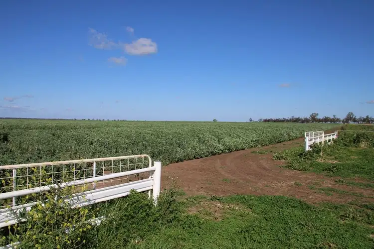 Seventh view of Homely rural property listing, 13367 Newell Highway, Narrabri NSW 2390