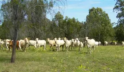 Third view of Homely rural property listing, 1200 Bundalba Road, Biloela QLD 4715