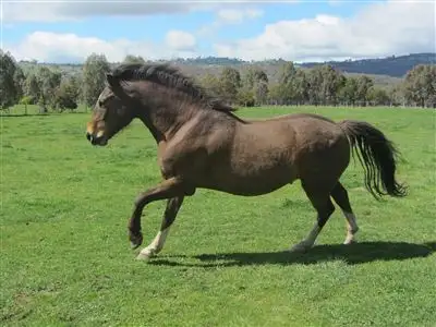 Seventh view of Homely rural property listing, 674 Euroa - Strathbogie Road, Euroa VIC 3666