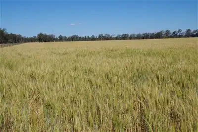 Second view of Homely rural property listing, 8418 Come By Chance Road, Pilliga NSW 2388