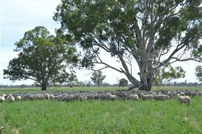 Penally 1791 Paintings Bridge Rd, Narrandera NSW 2700