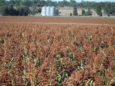 Seventh view of Homely rural property listing, 1312 McLeods Rd, Tara QLD 4421