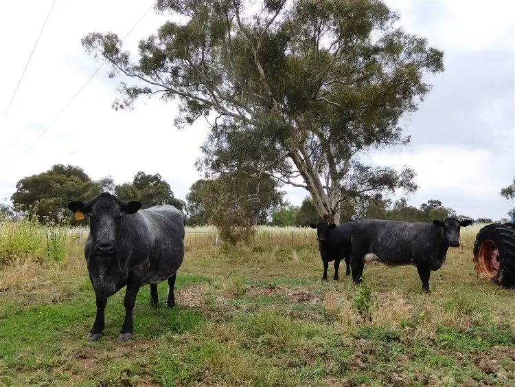 Fifth view of Homely rural property listing, 3354 Urana Rd, Burrumbuttock NSW 2642