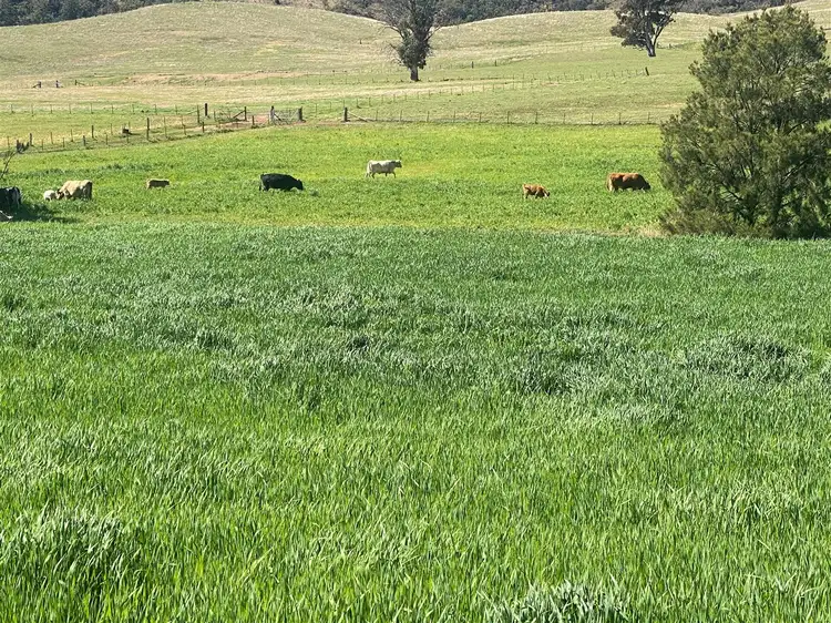 Main view of Homely rural property listing, '10 Acre'/933 Queens Pinch Road Mullamuddy, Mudgee NSW 2850
