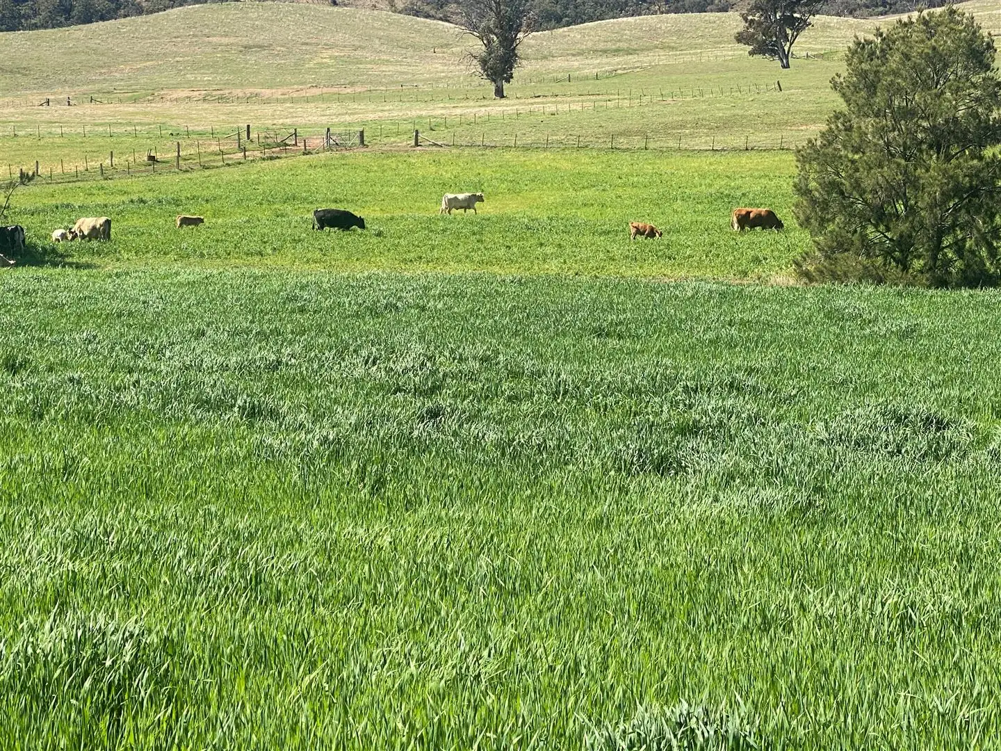 Main view of Homely rural property listing, '10 Acre'/933 Queens Pinch Road Mullamuddy, Mudgee NSW 2850