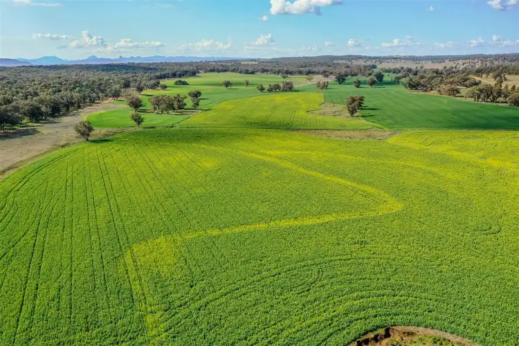 Fourth view of Homely rural property listing, 'Korrawong' 269 Gundy Creek Rd, Gilgandra NSW 2827