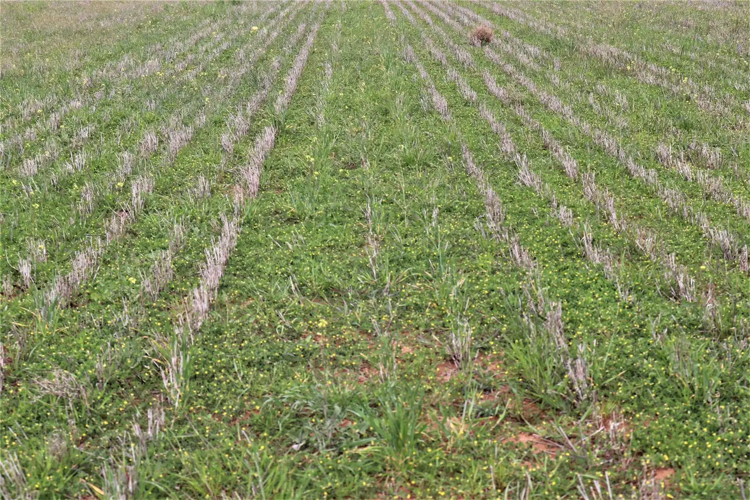 Main view of Homely rural property listing, . Daytrap road, Manangatang VIC 3546