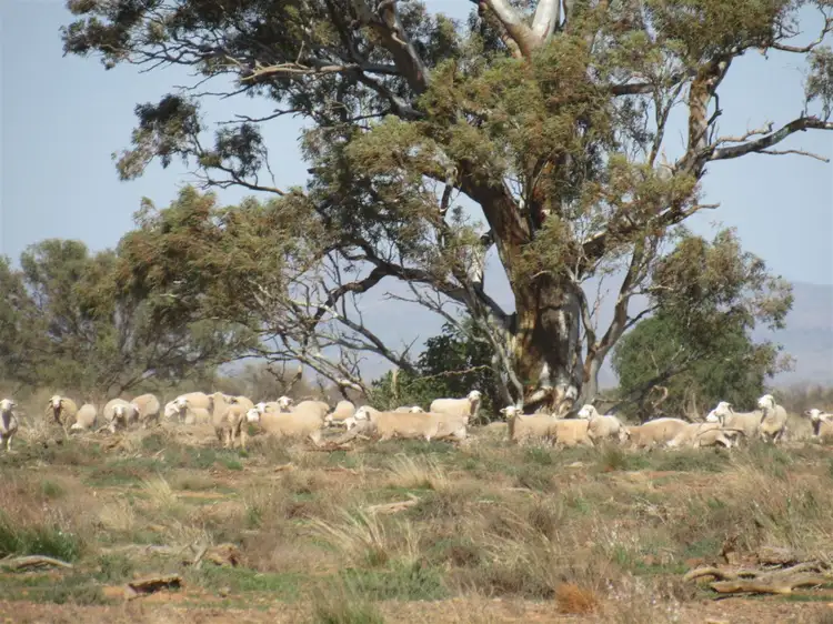 Main view of Homely rural property listing, 2261 Johnburgh Road, Orroroo SA 5431