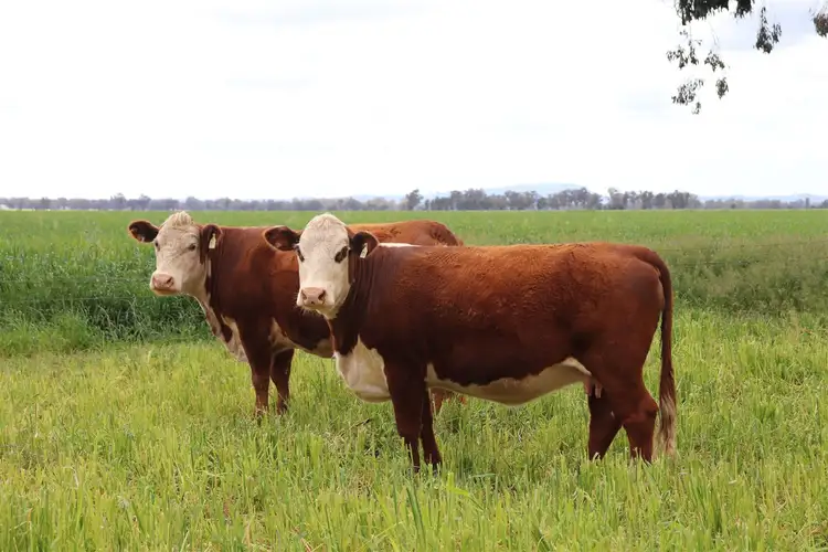 Seventh view of Homely rural property listing, 5178 Henry Lawson Way, Forbes NSW 2871