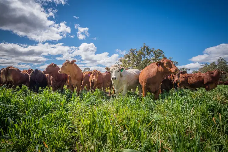 Fourth view of Homely rural property listing, 'Yattendon' 601 Gundare Rd, Coolah NSW 2843