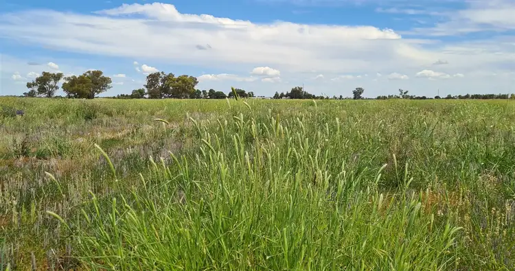 Second view of Homely rural property listing, Euroka Morangarell Road, Quandialla NSW 2721
