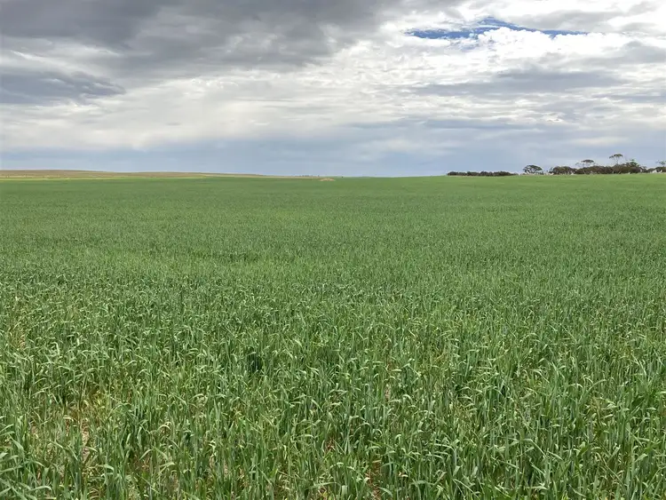Third view of Homely rural property listing, 414 Lawrie Road, Rudall SA 5642