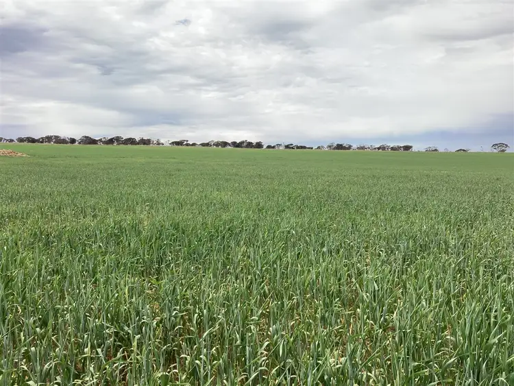 Fifth view of Homely rural property listing, 414 Lawrie Road, Rudall SA 5642