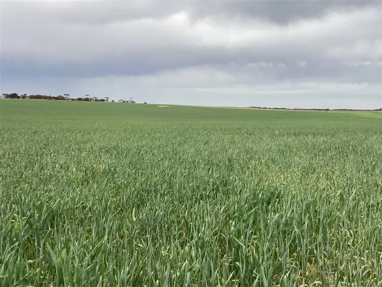 Sixth view of Homely rural property listing, 414 Lawrie Road, Rudall SA 5642