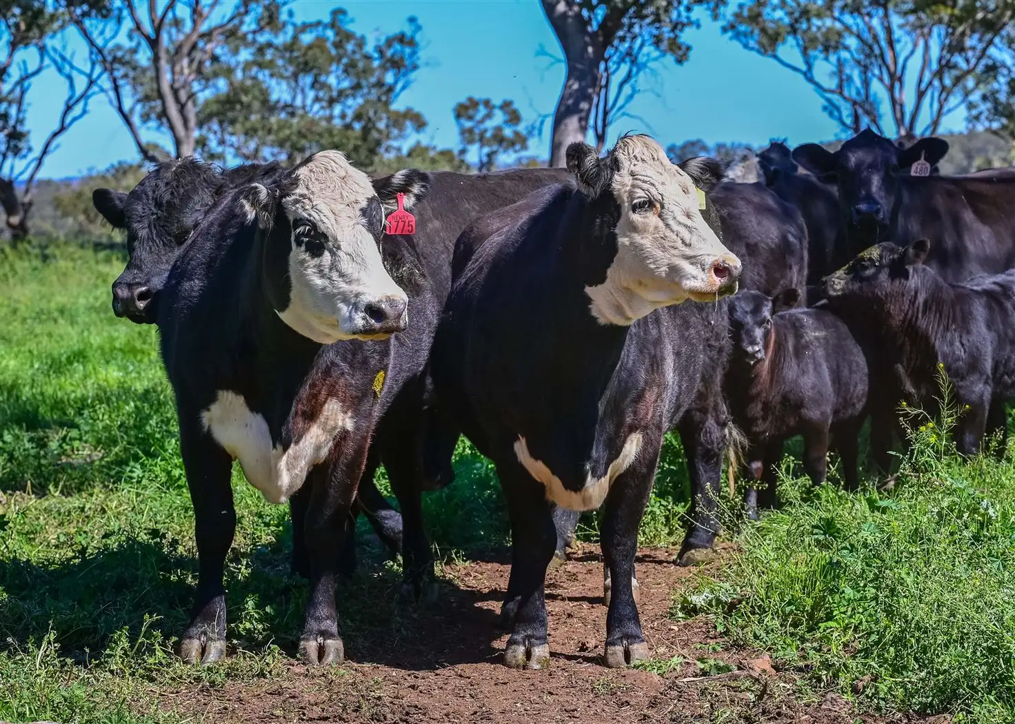 Main view of Homely rural property listing, 'Hewitts' Borambil Racecourse Rd, Cassilis NSW 2329