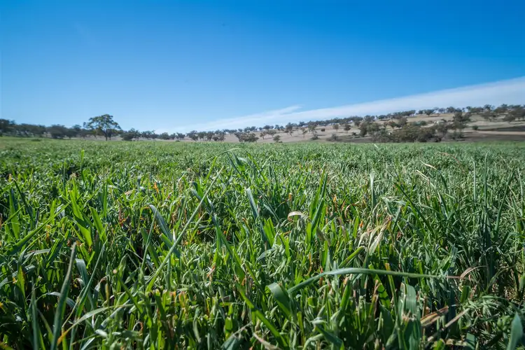 Fourth view of Homely rural property listing, 'Hewitts' Borambil Racecourse Rd, Cassilis NSW 2329