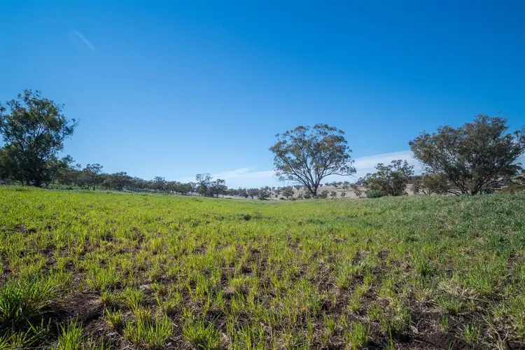 Seventh view of Homely rural property listing, 'Hewitts' Borambil Racecourse Rd, Cassilis NSW 2329