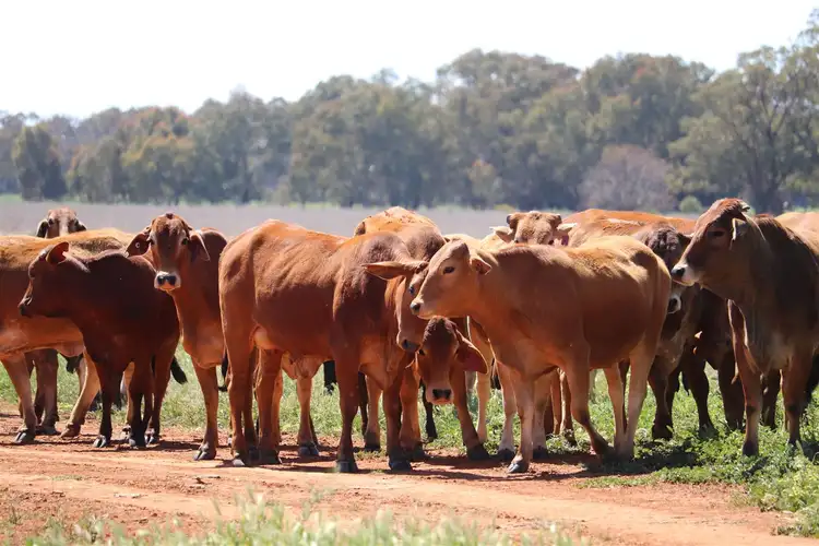 Second view of Homely rural property listing, Address available on request