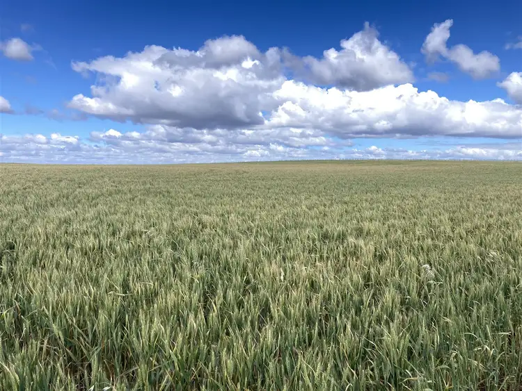 Fourth view of Homely rural property listing, 1535 Tooligie Hill Road, Murdinga SA 5607