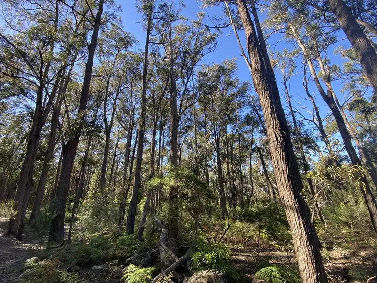 0 Whitelaws Track, Devon North VIC 3971