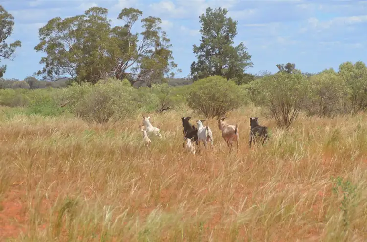 Fourth view of Homely rural property listing, * Shuttleton, Nymagee NSW 2831