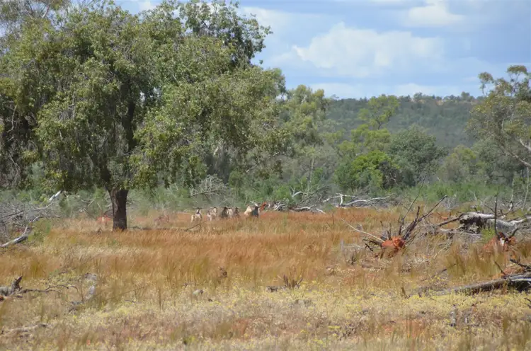 Fifth view of Homely rural property listing, * Shuttleton, Nymagee NSW 2831