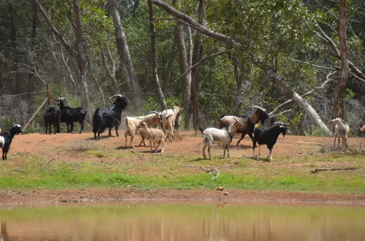Seventh view of Homely rural property listing, * Shuttleton, Nymagee NSW 2831