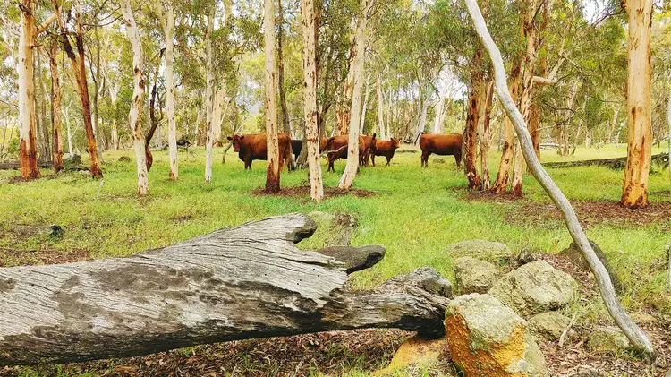 Fifth view of Homely rural property listing, 2337 Chittering Road, Lower Chittering WA 6084